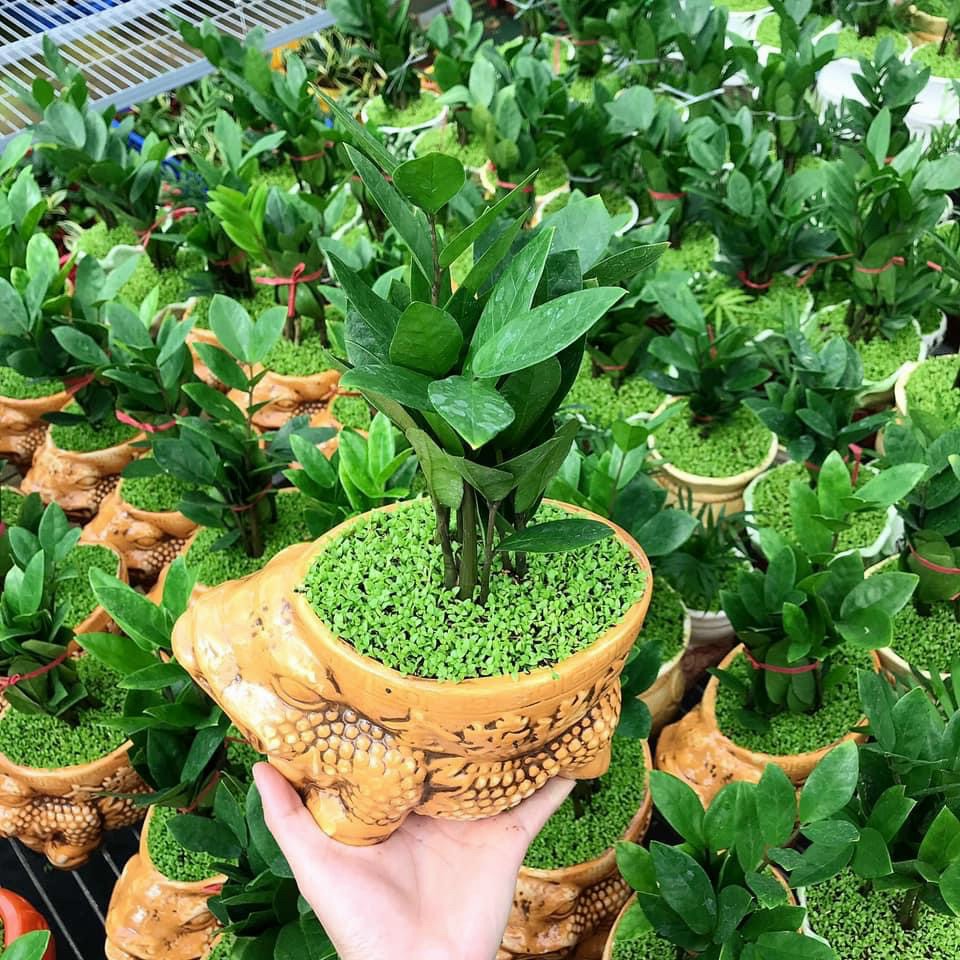 Cây kim tiền cây cảnh để bàn làm việc phong thủy tài lộc 