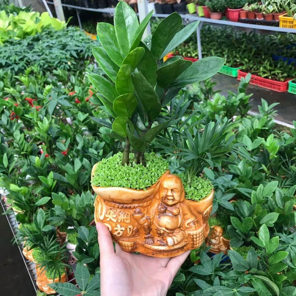 Cây kim tiền cây cảnh để bàn làm việc phong thủy tài lộc 