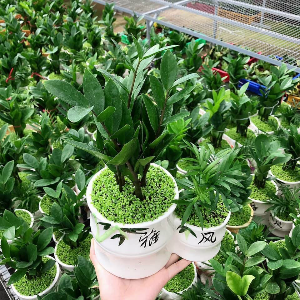 Cây kim tiền cây cảnh để bàn làm việc phong thủy tài lộc 