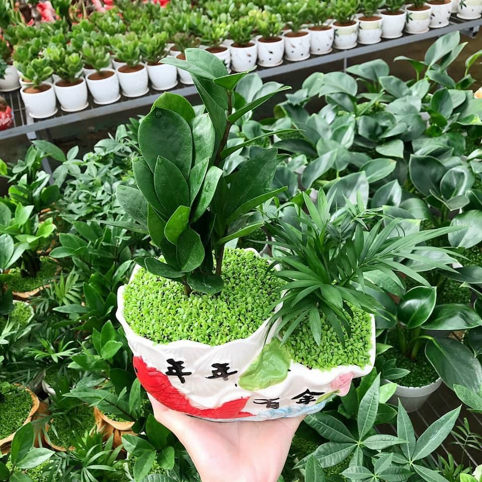 Cây kim tiền cây cảnh để bàn làm việc phong thủy tài lộc 