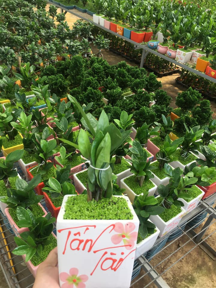 Cây kim tiền cây cảnh để bàn làm việc phong thủy tài lộc 