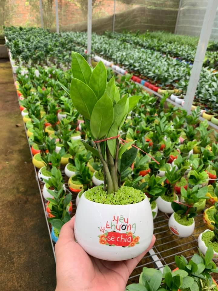 Cây kim tiền cây cảnh để bàn làm việc phong thủy tài lộc 