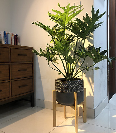 Cây cảnh trong nhà đẹp theo phong thủy không cần ánh sáng