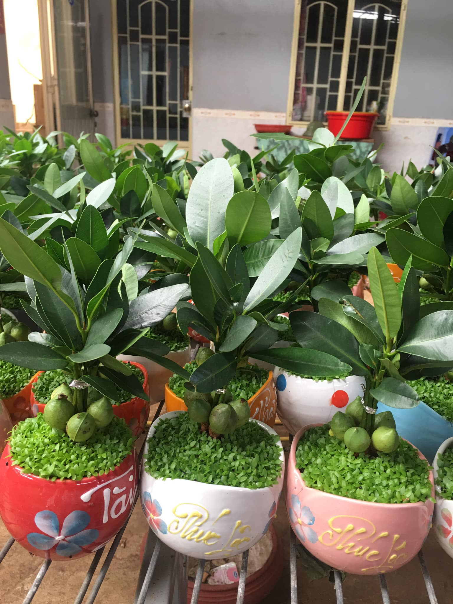 Cây Tài lộc may mắn - Cây cảnh để bàn phong thủy