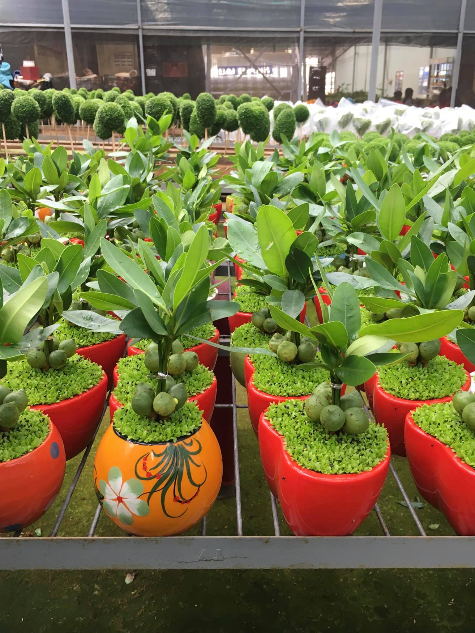 Cây Tài lộc may mắn - Cây cảnh để bàn phong thủy