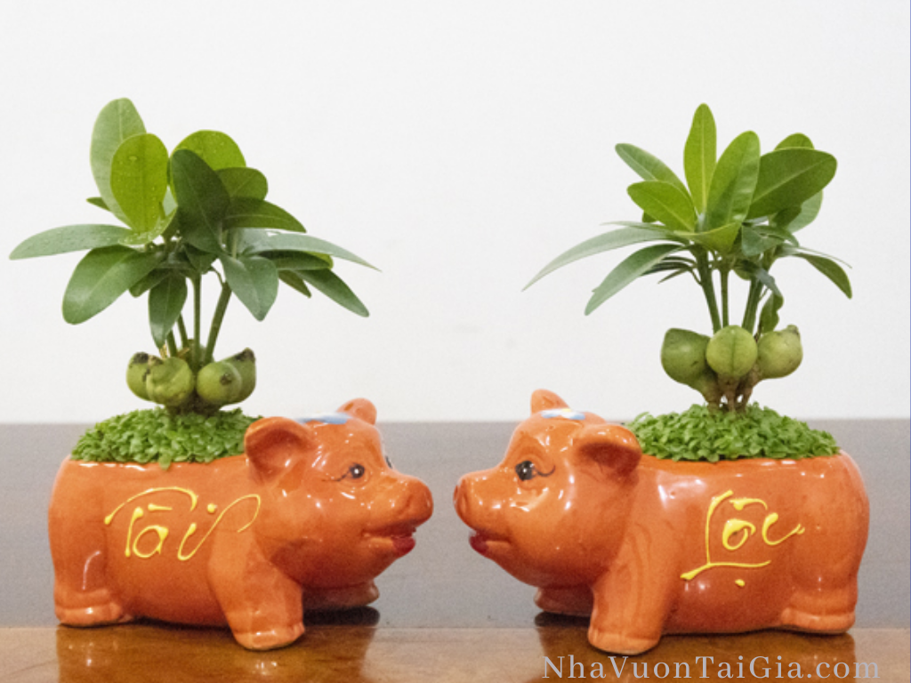 Cây Tài lộc may mắn - Cây cảnh để bàn phong thủy
