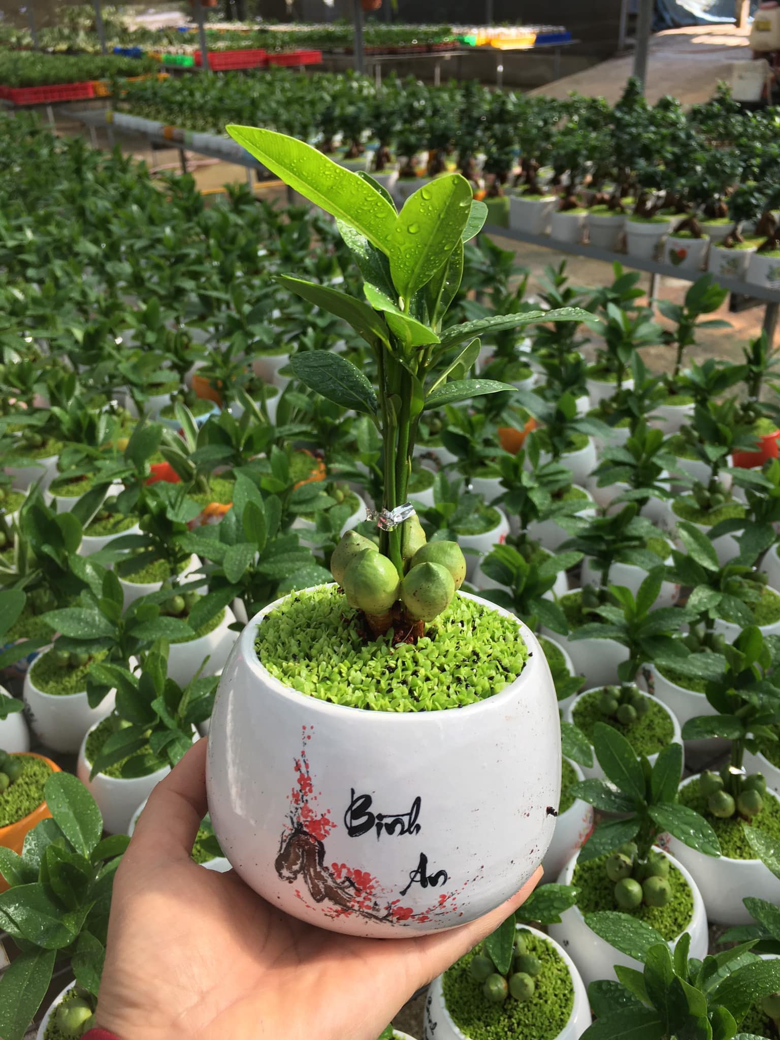 Cây Tài lộc may mắn - Cây cảnh để bàn phong thủy