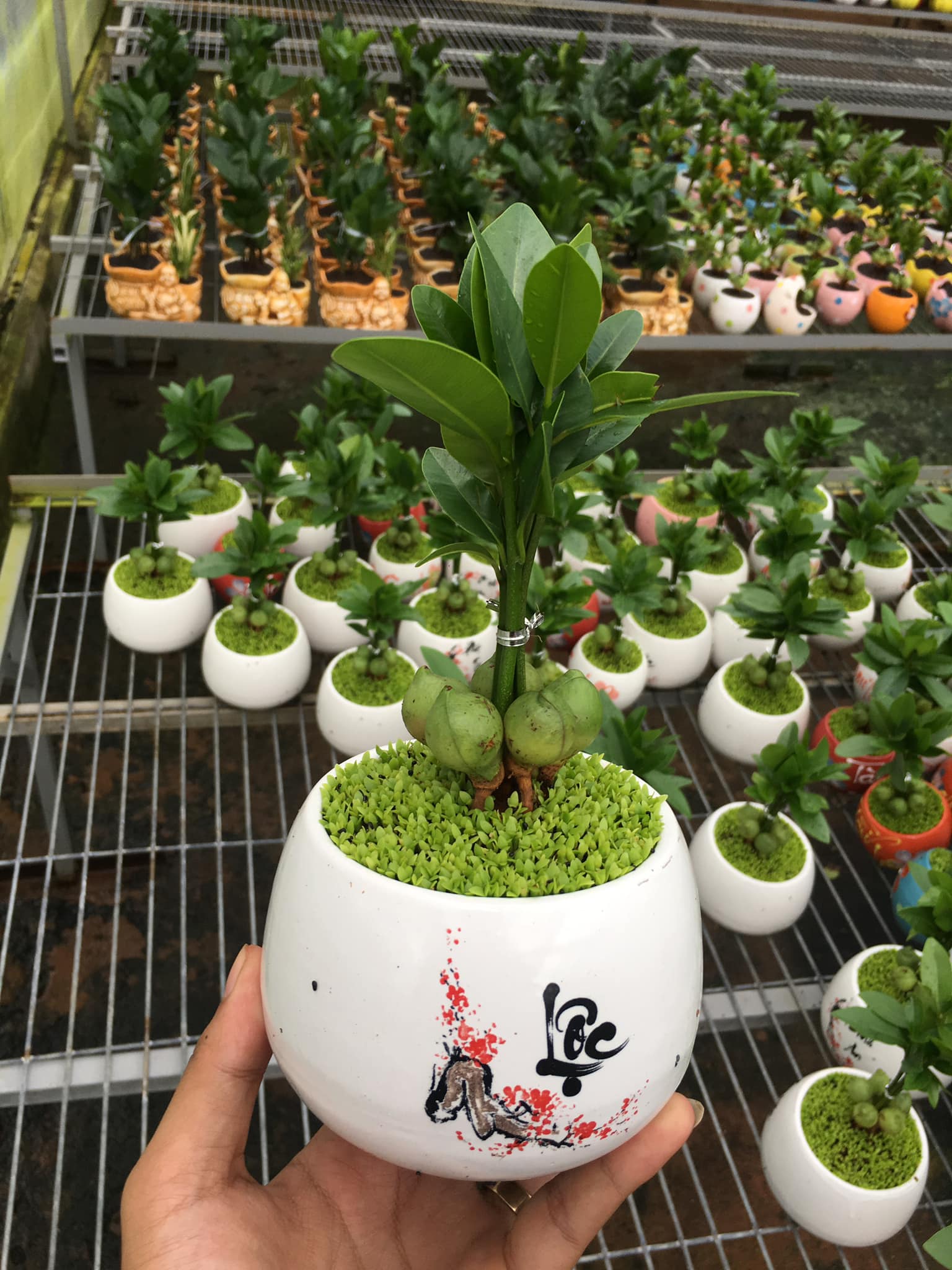 Cây Tài lộc may mắn - Cây cảnh để bàn phong thủy