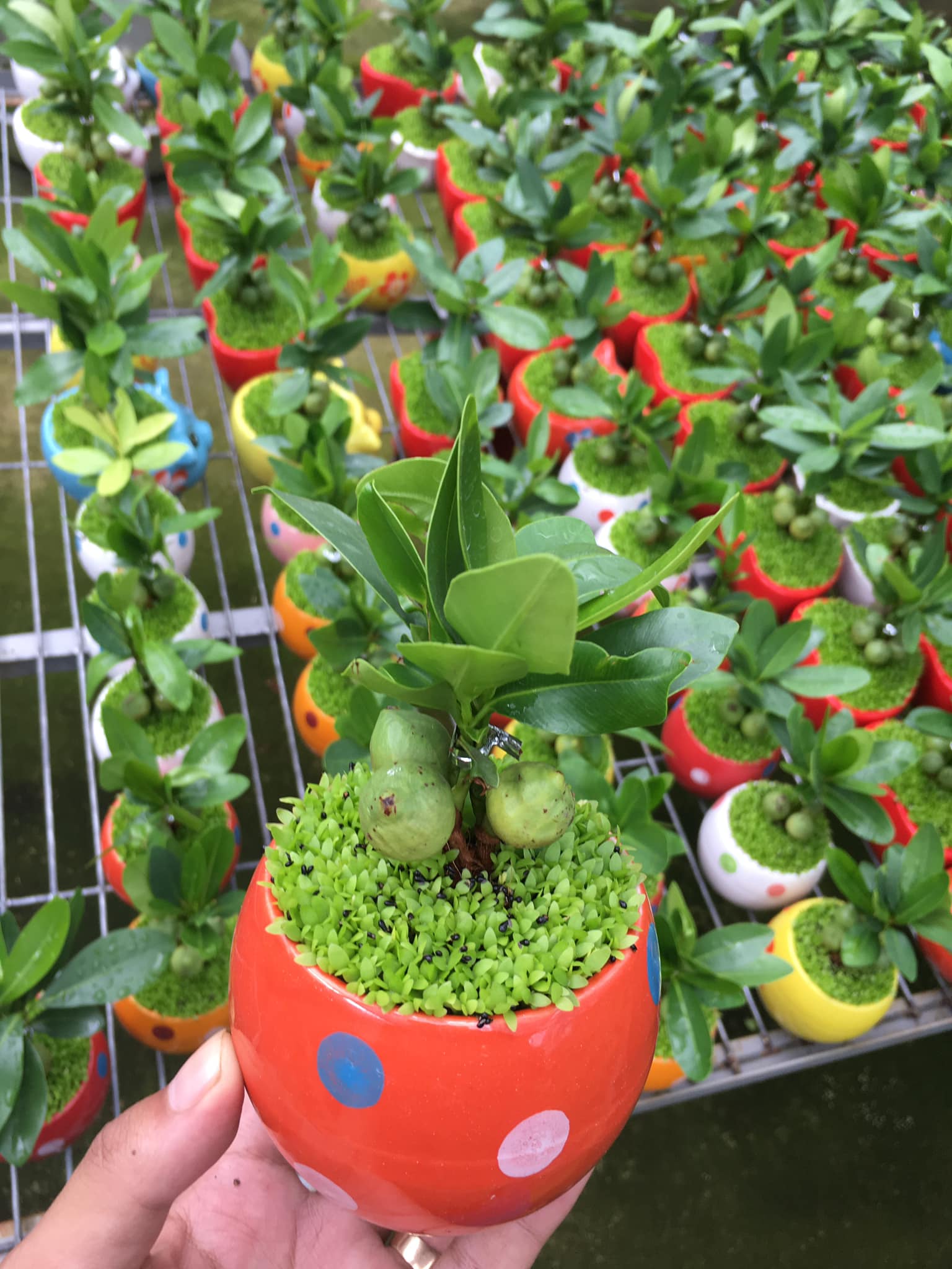 Cây Tài lộc may mắn - Cây cảnh để bàn phong thủy