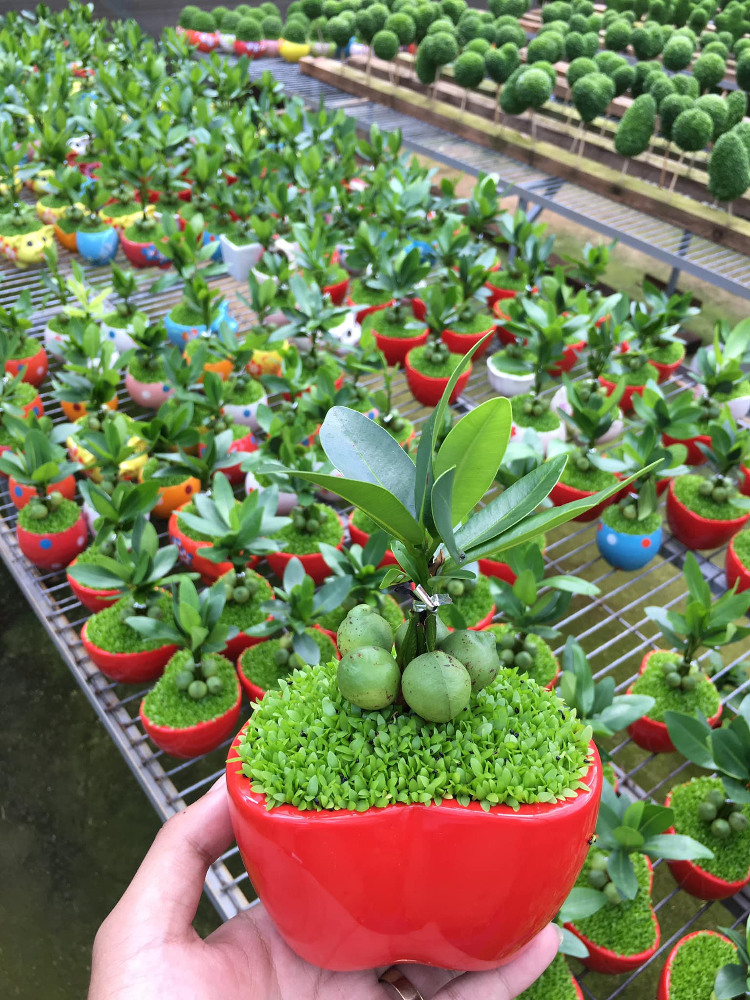 Cây Tài lộc may mắn - Cây cảnh để bàn phong thủy