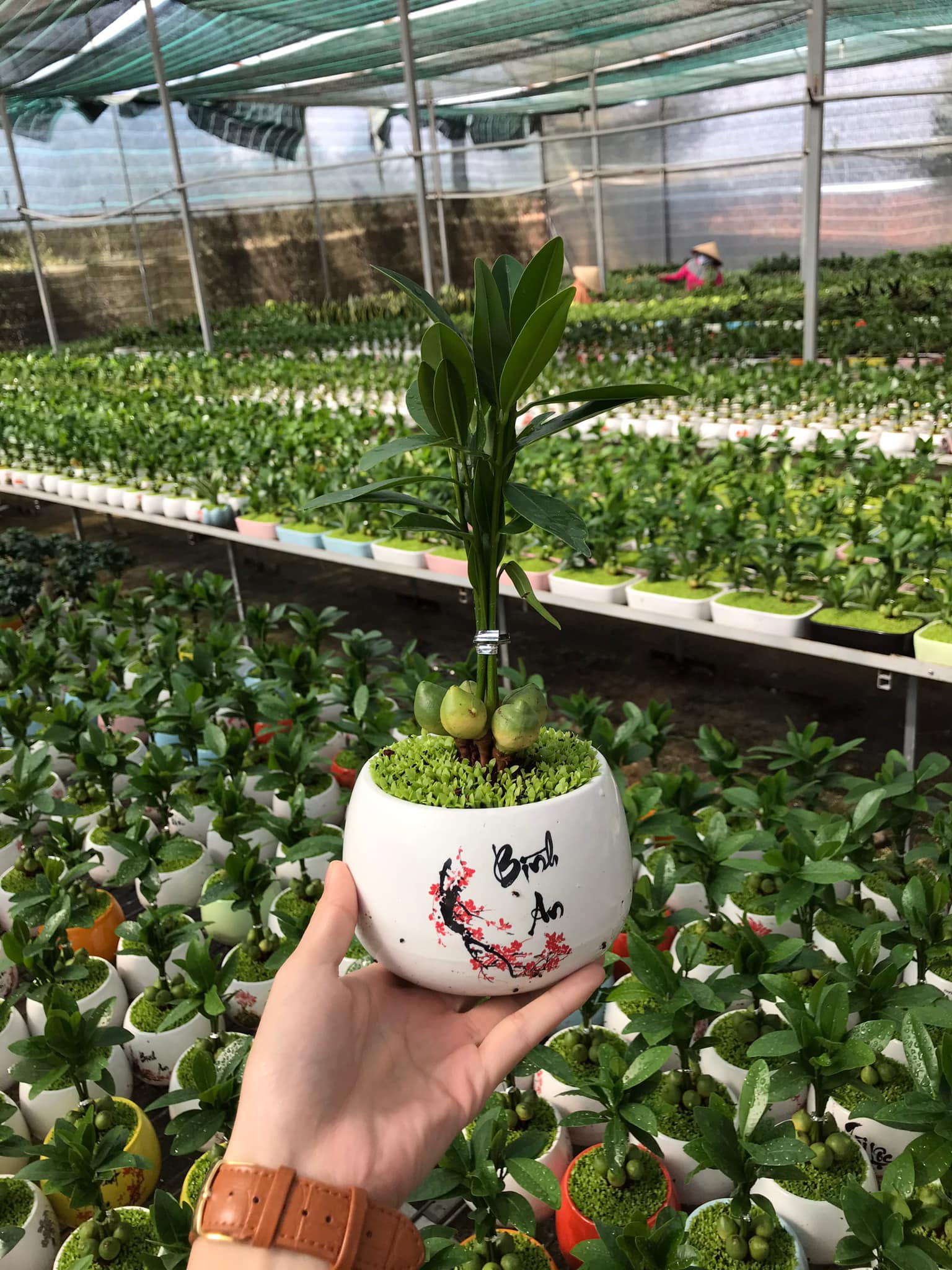 Cây Tài lộc may mắn - Cây cảnh để bàn phong thủy