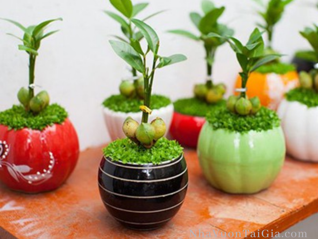 Cây Tài lộc may mắn - Cây cảnh để bàn phong thủy