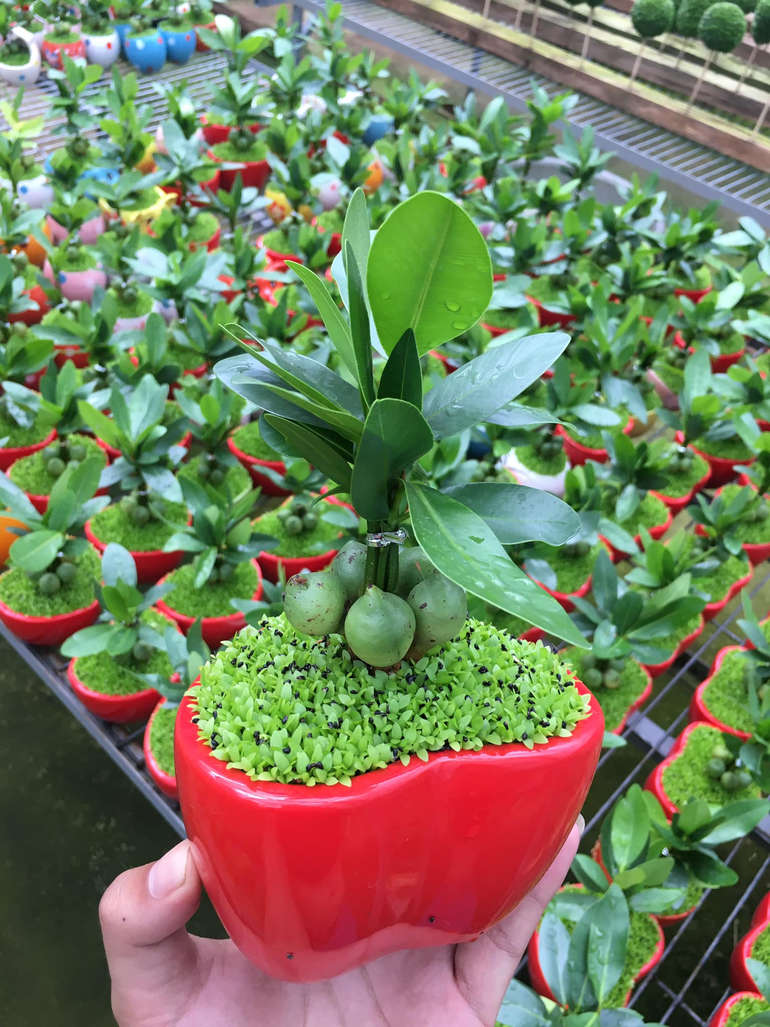 Cây Tài lộc may mắn - Cây cảnh để bàn phong thủy