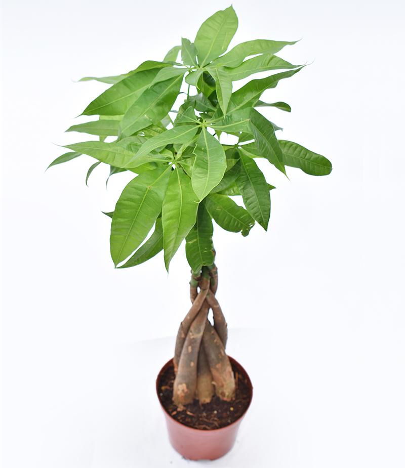 Cây cảnh trong nhà Top 5 cây tài lộc phong thủy tiền vào như nước 