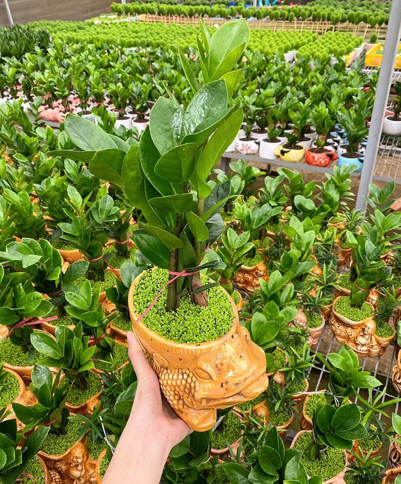 Cây cảnh trong nhà Top 5 cây tài lộc phong thủy tiền vào như nước 