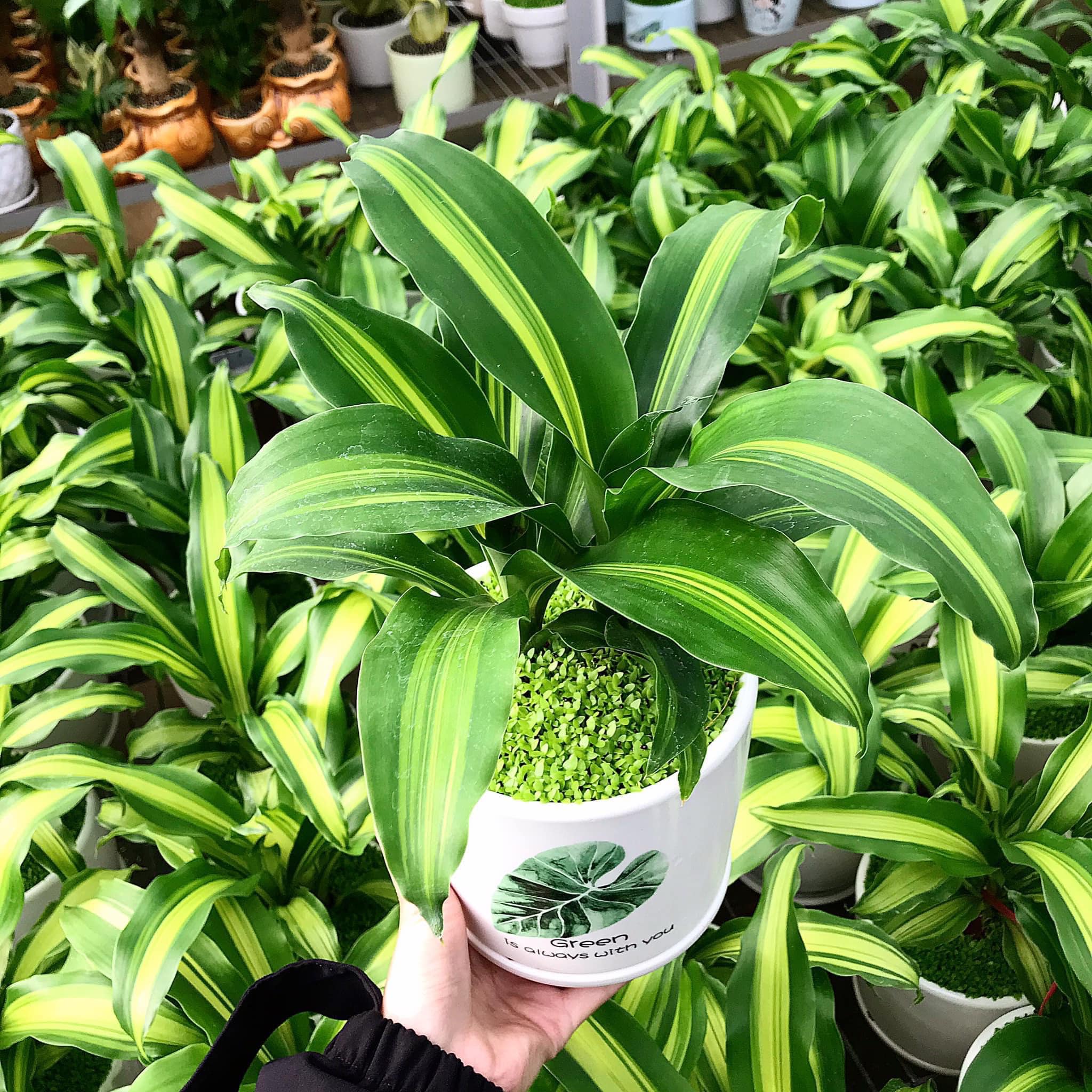 Cây cảnh trong nhà Top 5 cây tài lộc phong thủy tiền vào như nước 