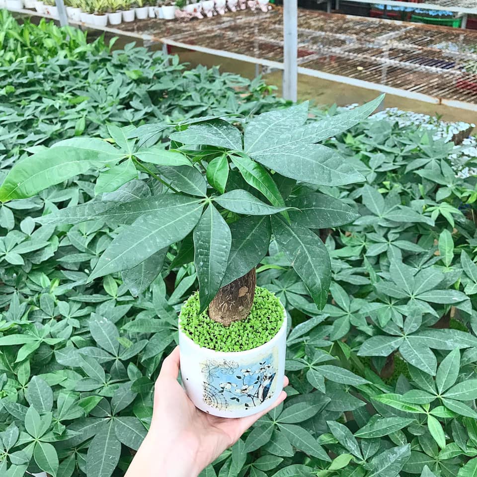 Cây cảnh trong nhà Top 5 cây tài lộc phong thủy tiền vào như nước 