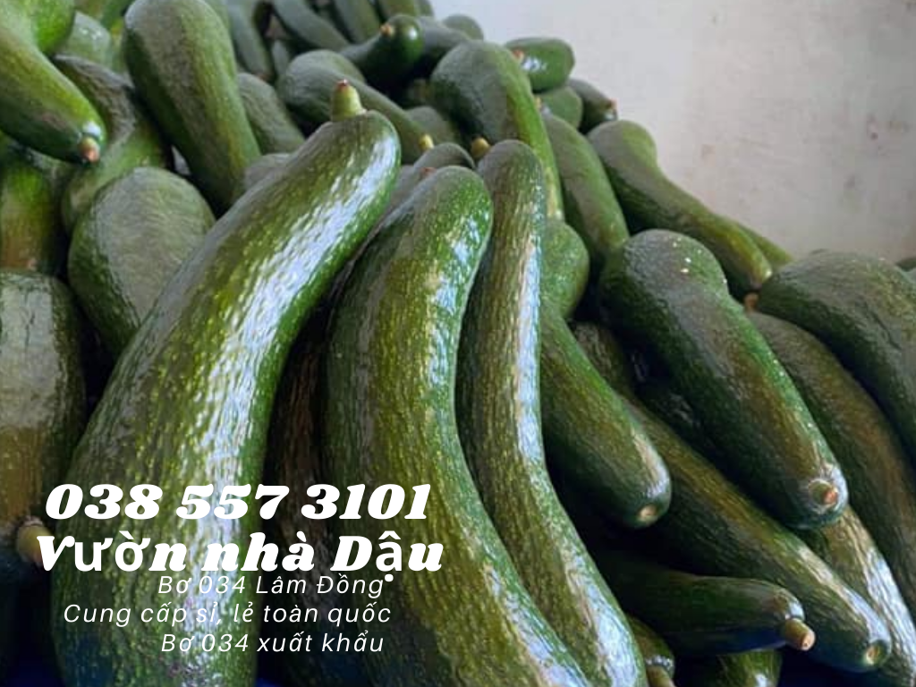 Vựa bơ Lâm Đồng Vườn Nhà Dậu chuyên giá sỉ bơ 34 cho siêu thị, cửa hàng thực phẩm sạch toàn quốc