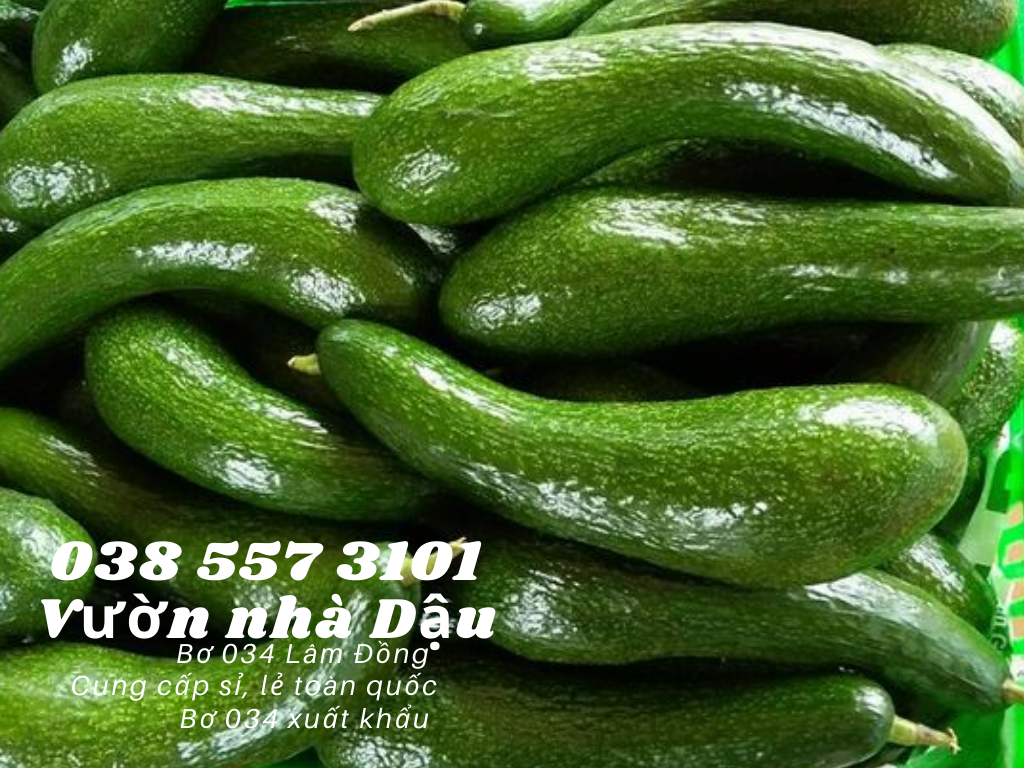 Vựa bơ Lâm Đồng Vườn Nhà Dậu chuyên giá sỉ bơ 34 cho siêu thị, cửa hàng thực phẩm sạch toàn quốc