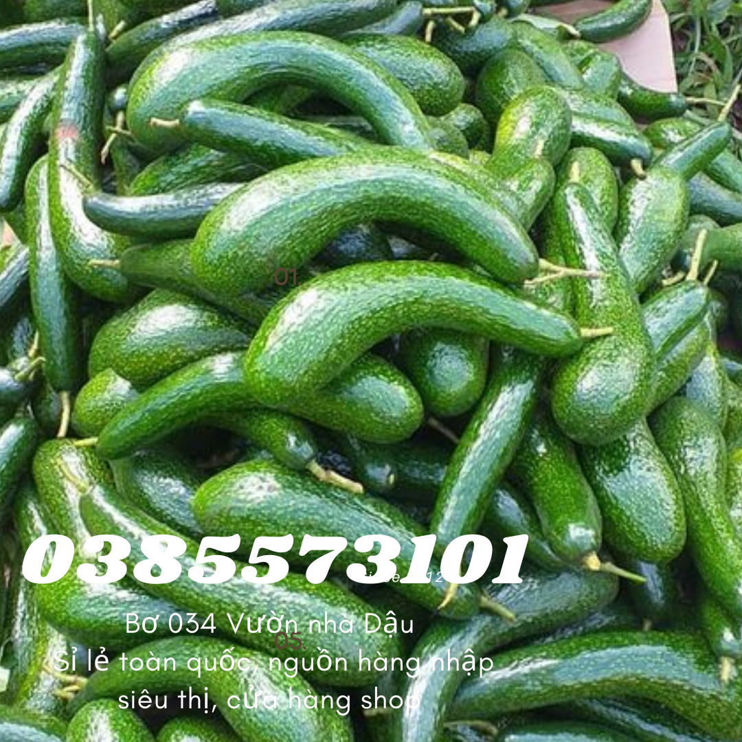 Vựa bơ Lâm Đồng Vườn Nhà Dậu chuyên giá sỉ bơ 34 cho siêu thị, cửa hàng thực phẩm sạch toàn quốc