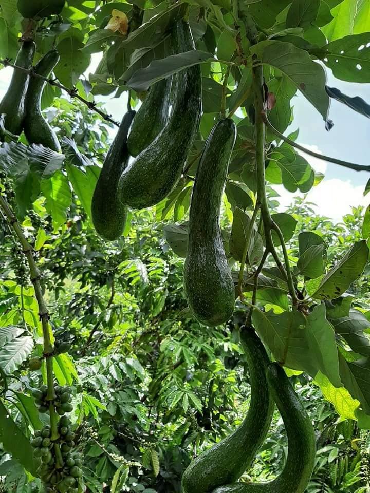 Vựa bơ Lâm Đồng Vườn Nhà Dậu chuyên giá sỉ bơ 34 cho siêu thị, cửa hàng thực phẩm sạch toàn quốc