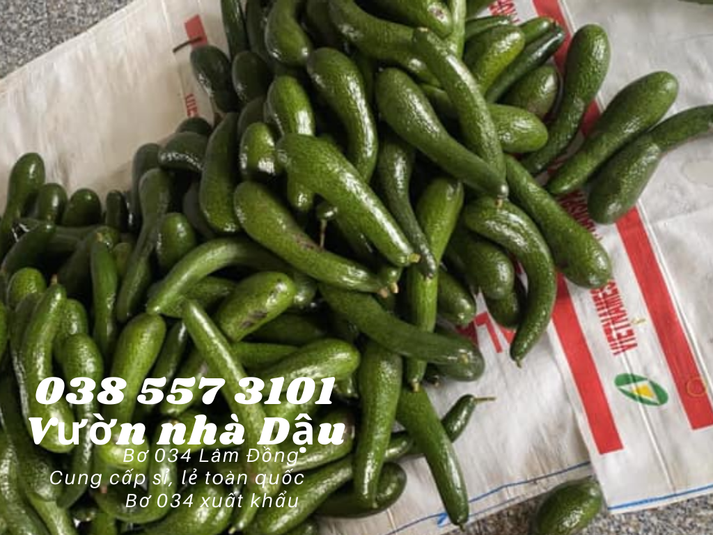 Vựa bơ Lâm Đồng Vườn Nhà Dậu chuyên giá sỉ bơ 34 cho siêu thị, cửa hàng thực phẩm sạch toàn quốc