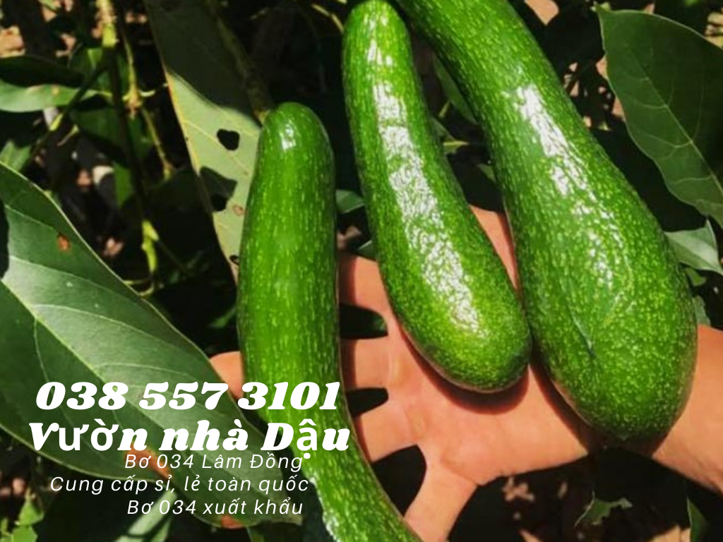 Vựa bơ Lâm Đồng Vườn Nhà Dậu chuyên giá sỉ bơ 34 cho siêu thị, cửa hàng thực phẩm sạch toàn quốc