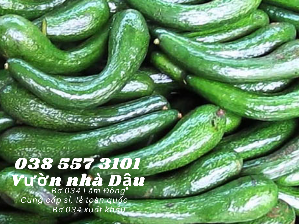Vựa bơ Lâm Đồng Vườn Nhà Dậu chuyên giá sỉ bơ 34 cho siêu thị, cửa hàng thực phẩm sạch toàn quốc