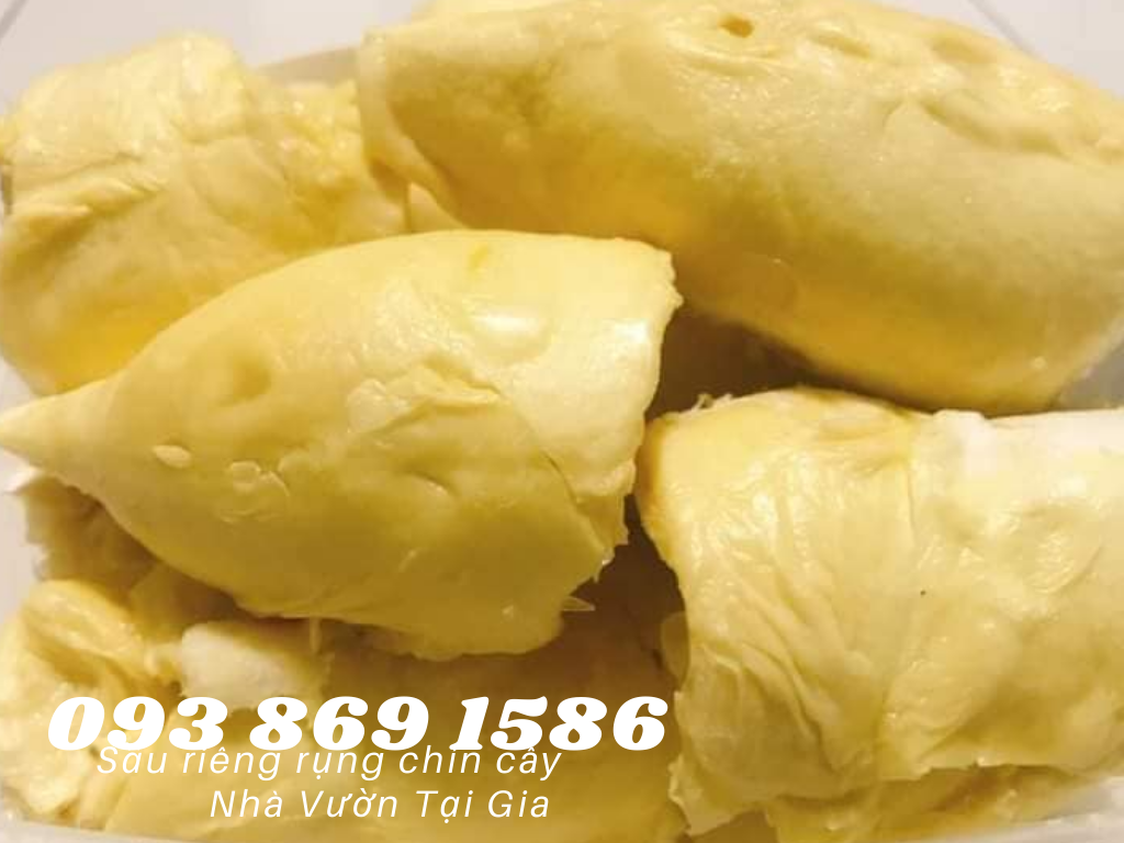 Sầu riêng óc khỉ (óc chó, Út Thủy)TPHCM rụng chín cây