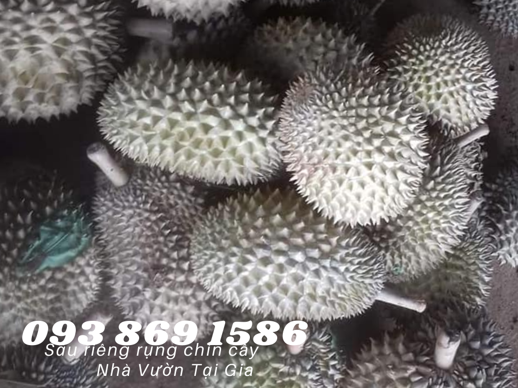 Sầu riêng óc khỉ (óc chó, Út Thủy)TPHCM rụng chín cây