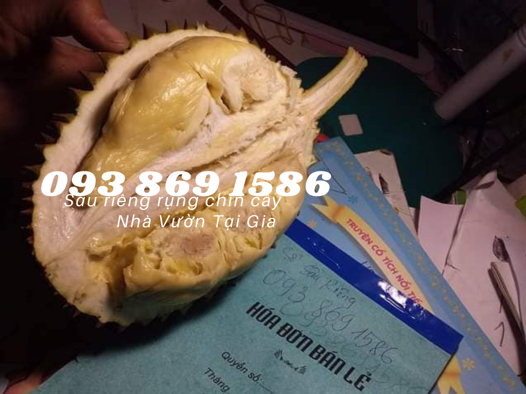 Sầu riêng óc khỉ (óc chó, Út Thủy)TPHCM rụng chín cây