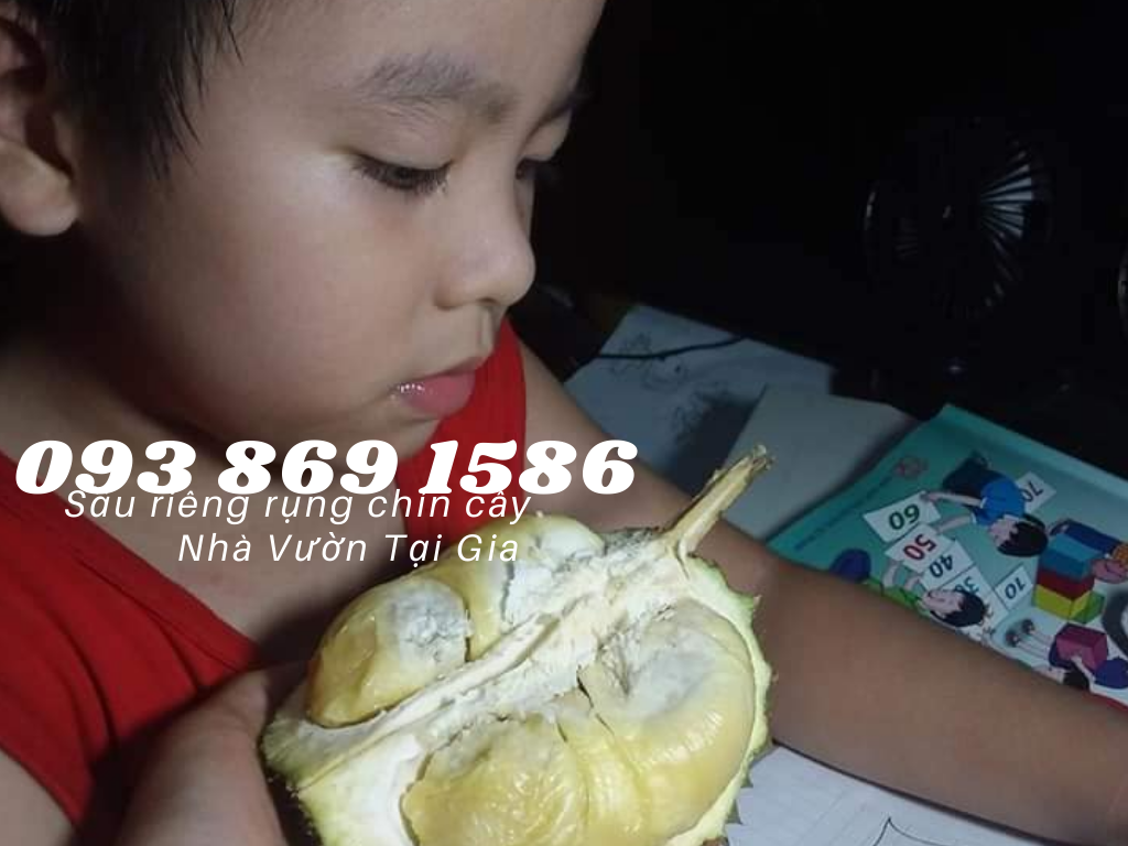 Mua sầu riêng ngon ở tphcm Sầu riêng rụng chín cây ăn ngay TPHCM