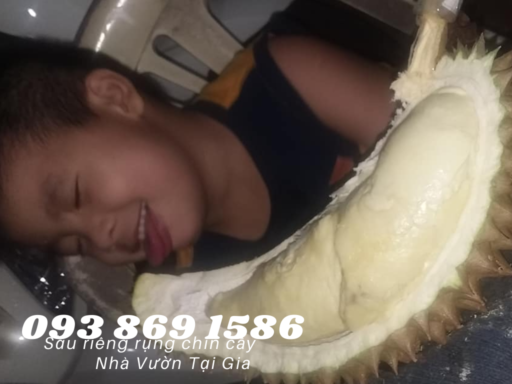 Mua sầu riêng ngon ở tphcm Sầu riêng rụng chín cây ăn ngay TPHCM