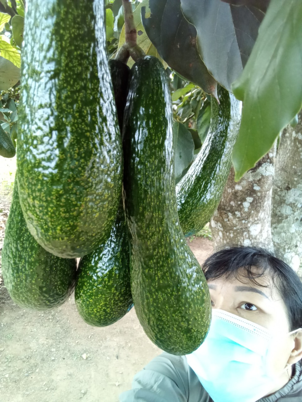 Vựa bơ Lâm Đồng Vườn Nhà Dậu chuyên giá sỉ bơ 34 cho siêu thị, cửa hàng thực phẩm sạch toàn quốc