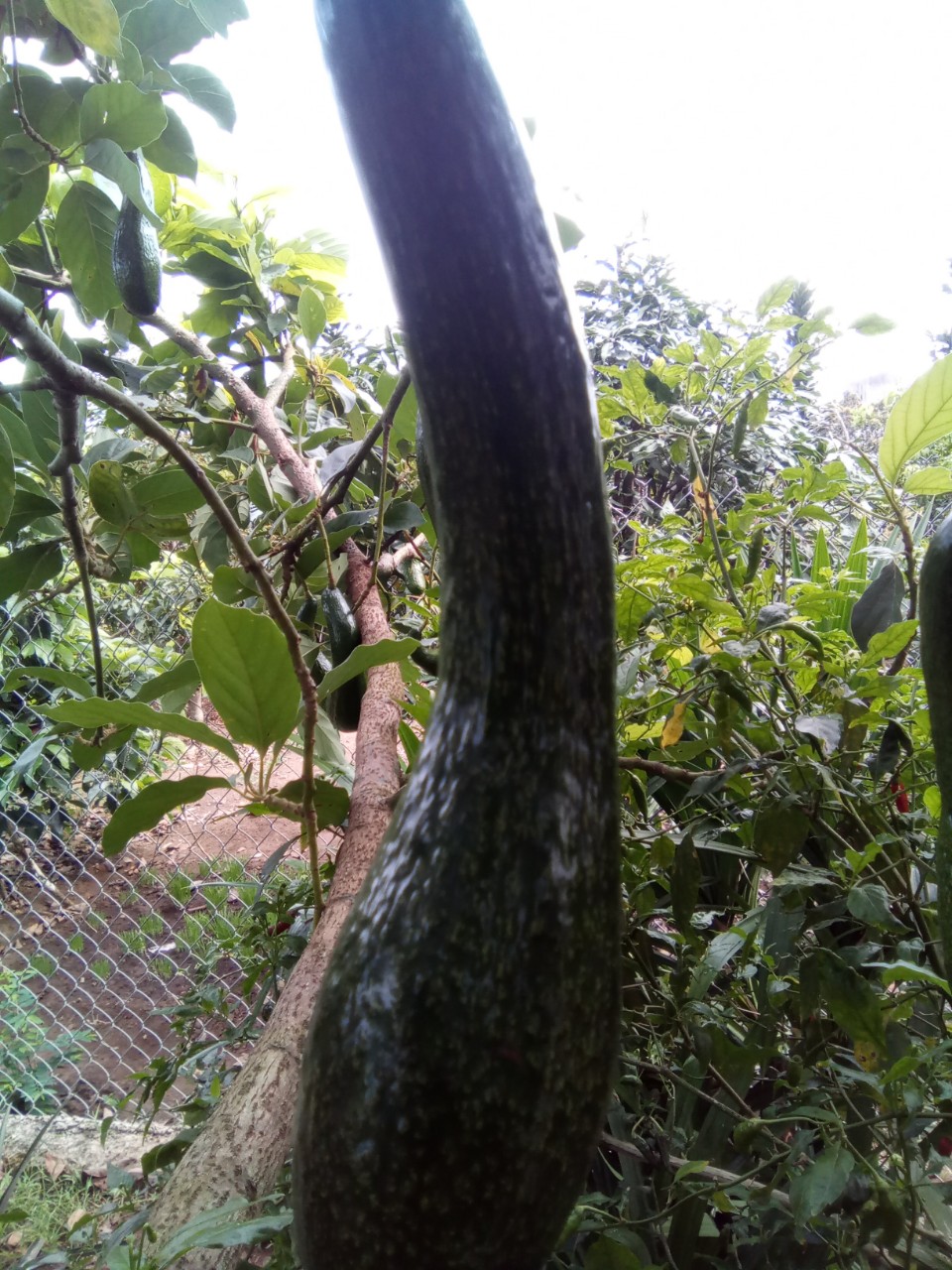 Vựa bơ Lâm Đồng Vườn Nhà Dậu chuyên giá sỉ bơ 34 cho siêu thị, cửa hàng thực phẩm sạch toàn quốc