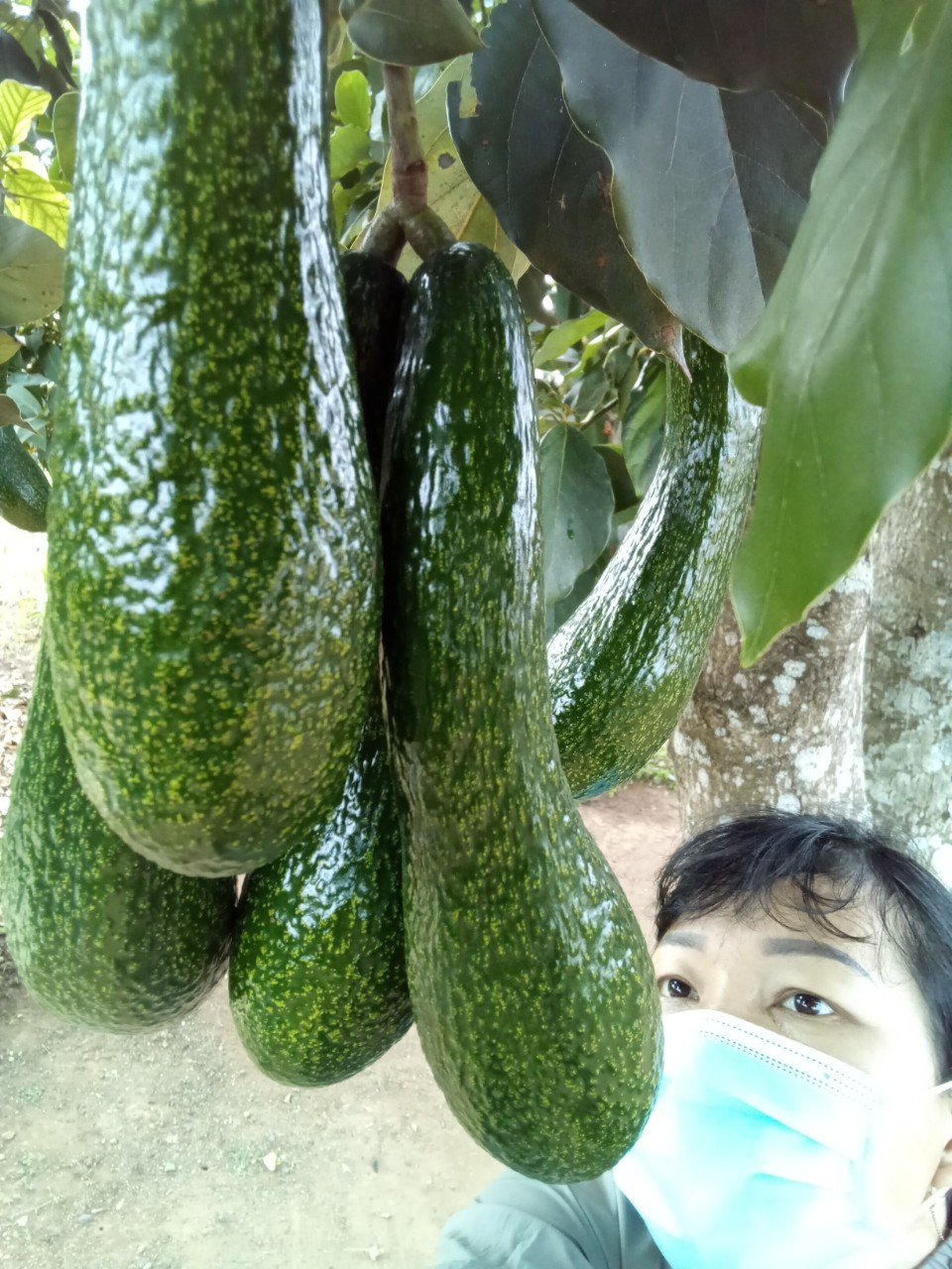 Cách làm bơ 034 dầm sữa chua cho bé, cho phụ nữ mang thai