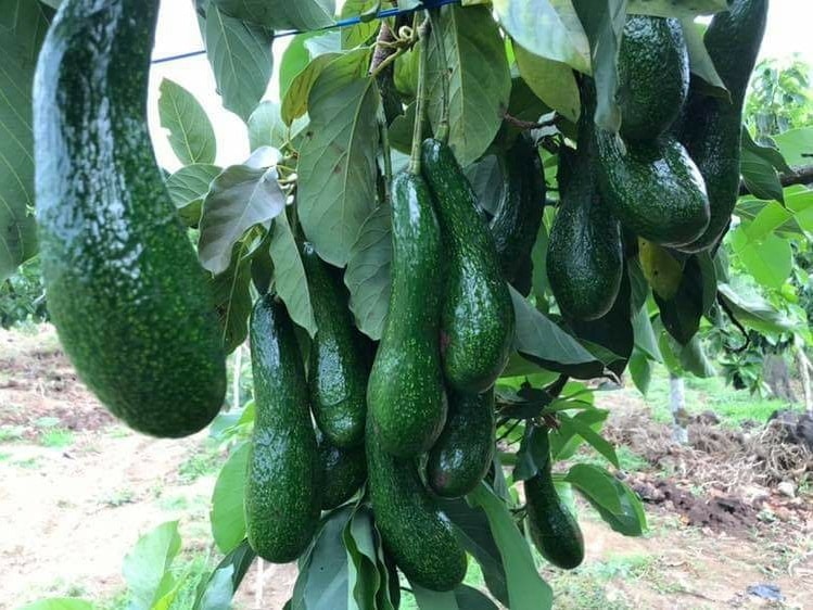 Bơ 034 Lâm Đồng Xuất Khẩu - Nhà Vườn Tại Gia xuất khẩu Bơ Vườn Nhà Dậu