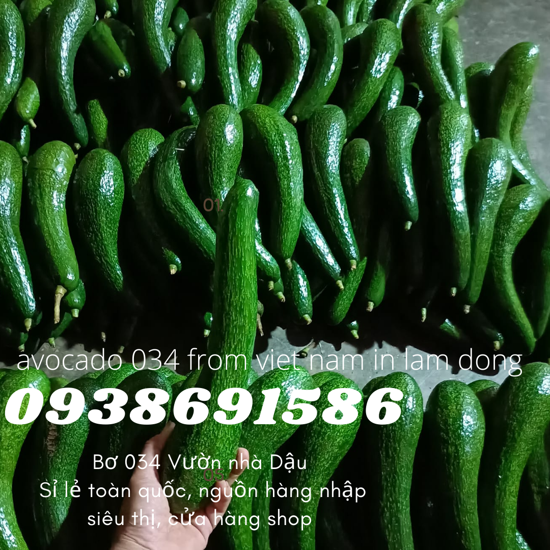  Cách ủ bơ 034 034 From Viet Nam in Lam Dong