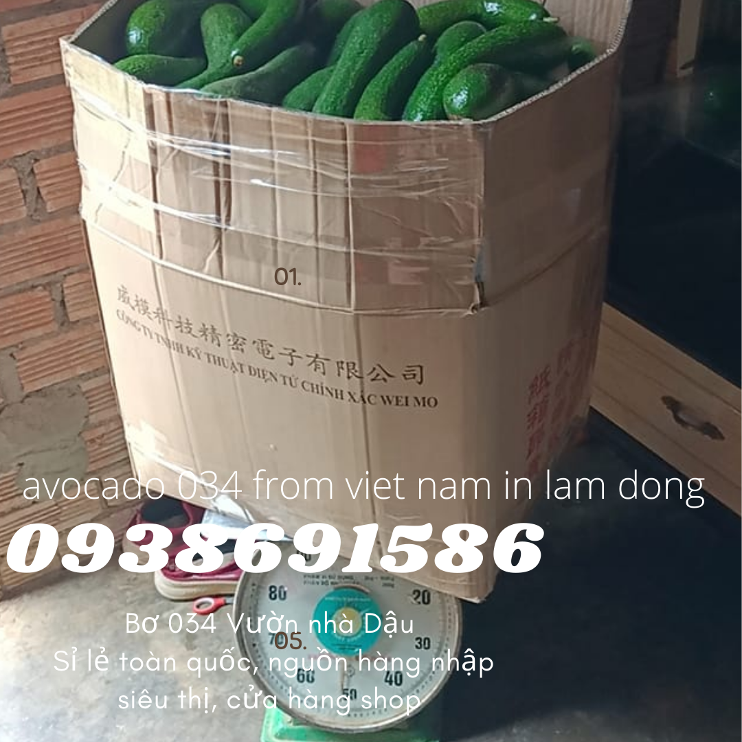  Cách ủ bơ 034 034 From Viet Nam in Lam Dong