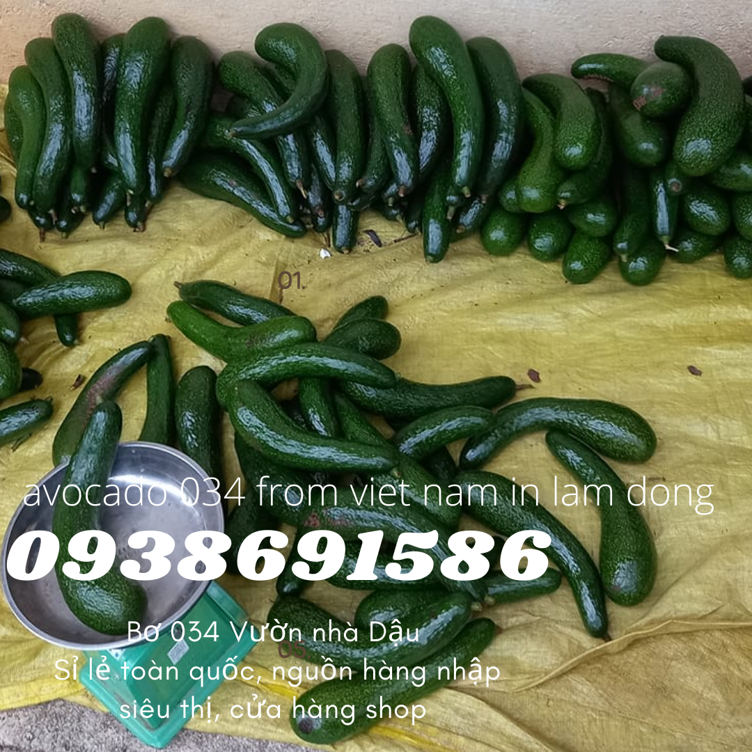  Cách ủ bơ 034 034 From Viet Nam in Lam Dong