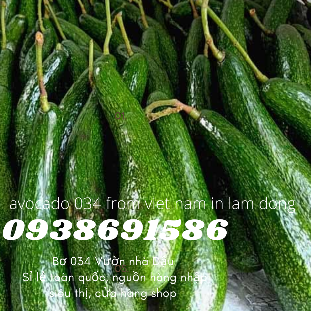 Bơ 034 Lâm Đồng Xuất Khẩu - Nhà Vườn Tại Gia xuất khẩu Bơ Vườn Nhà Dậu