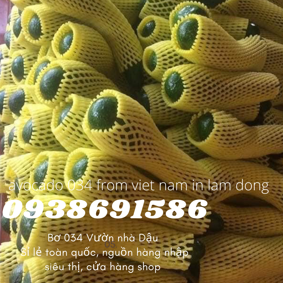 Bơ 034 Lâm Đồng Xuất Khẩu - Nhà Vườn Tại Gia xuất khẩu Bơ Vườn Nhà Dậu