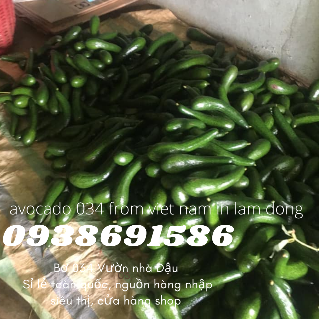 Bơ 034 Lâm Đồng Xuất Khẩu - Nhà Vườn Tại Gia xuất khẩu Bơ Vườn Nhà Dậu