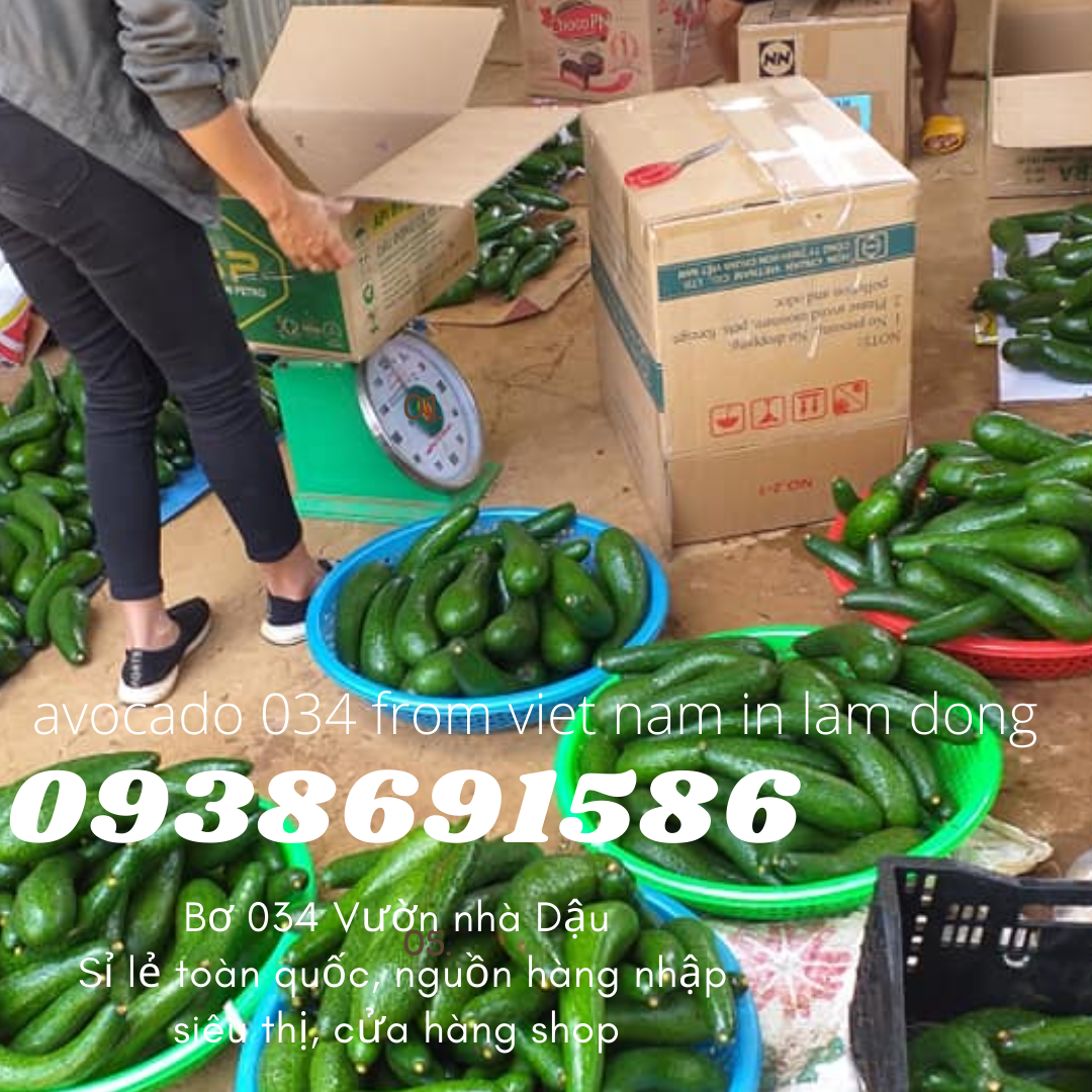 Bơ 034 Lâm Đồng Xuất Khẩu - Nhà Vườn Tại Gia xuất khẩu Bơ Vườn Nhà Dậu