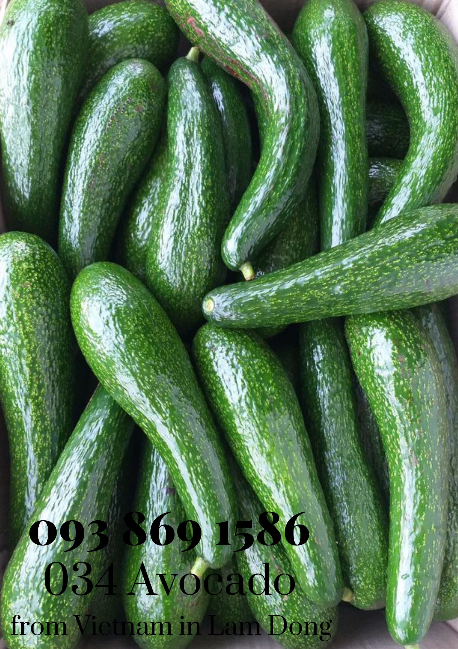  034 Avocado from Vietnam in Lam Dong for export