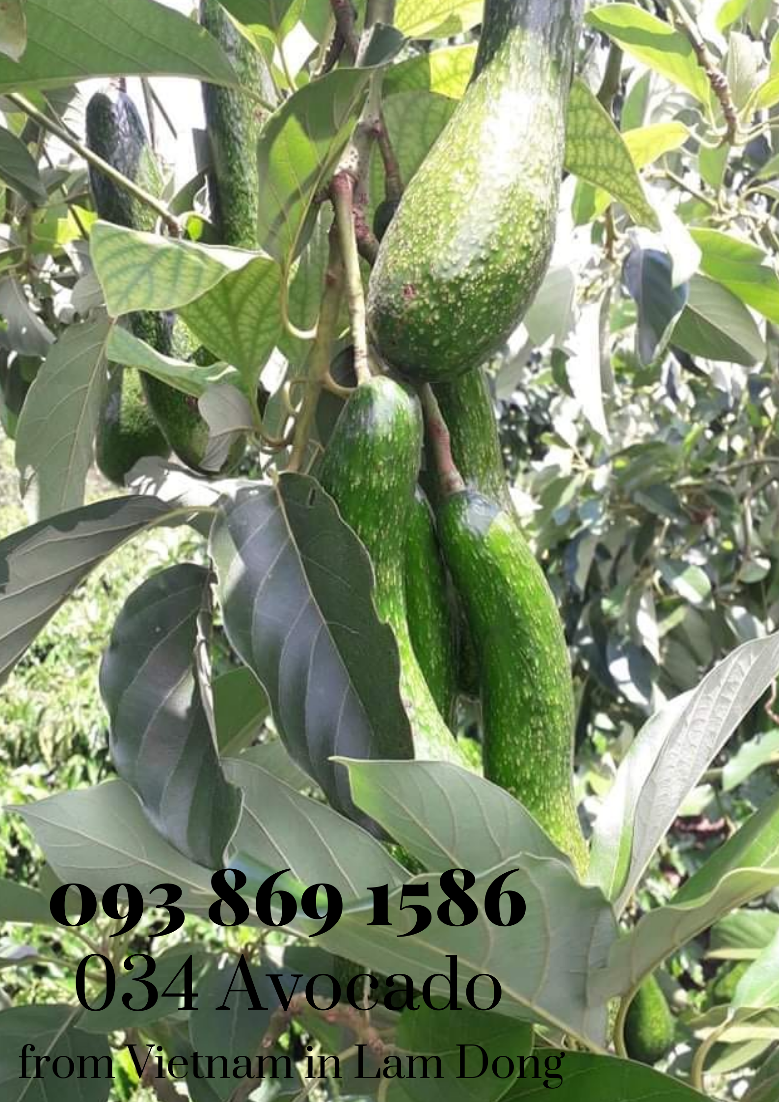  034 Avocado from Vietnam in Lam Dong for export
