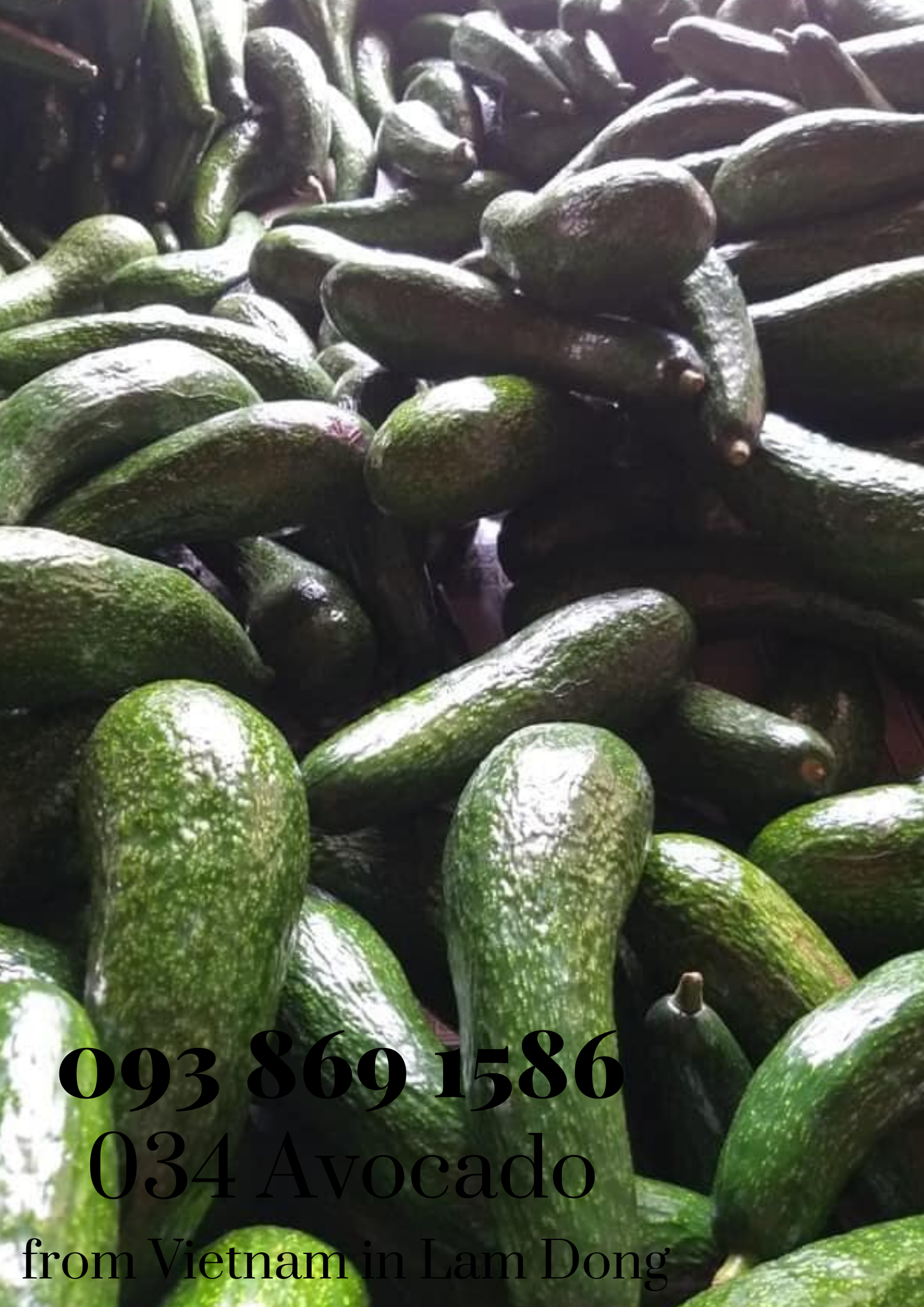 034 Avocado from Vietnam in Lam Dong for export