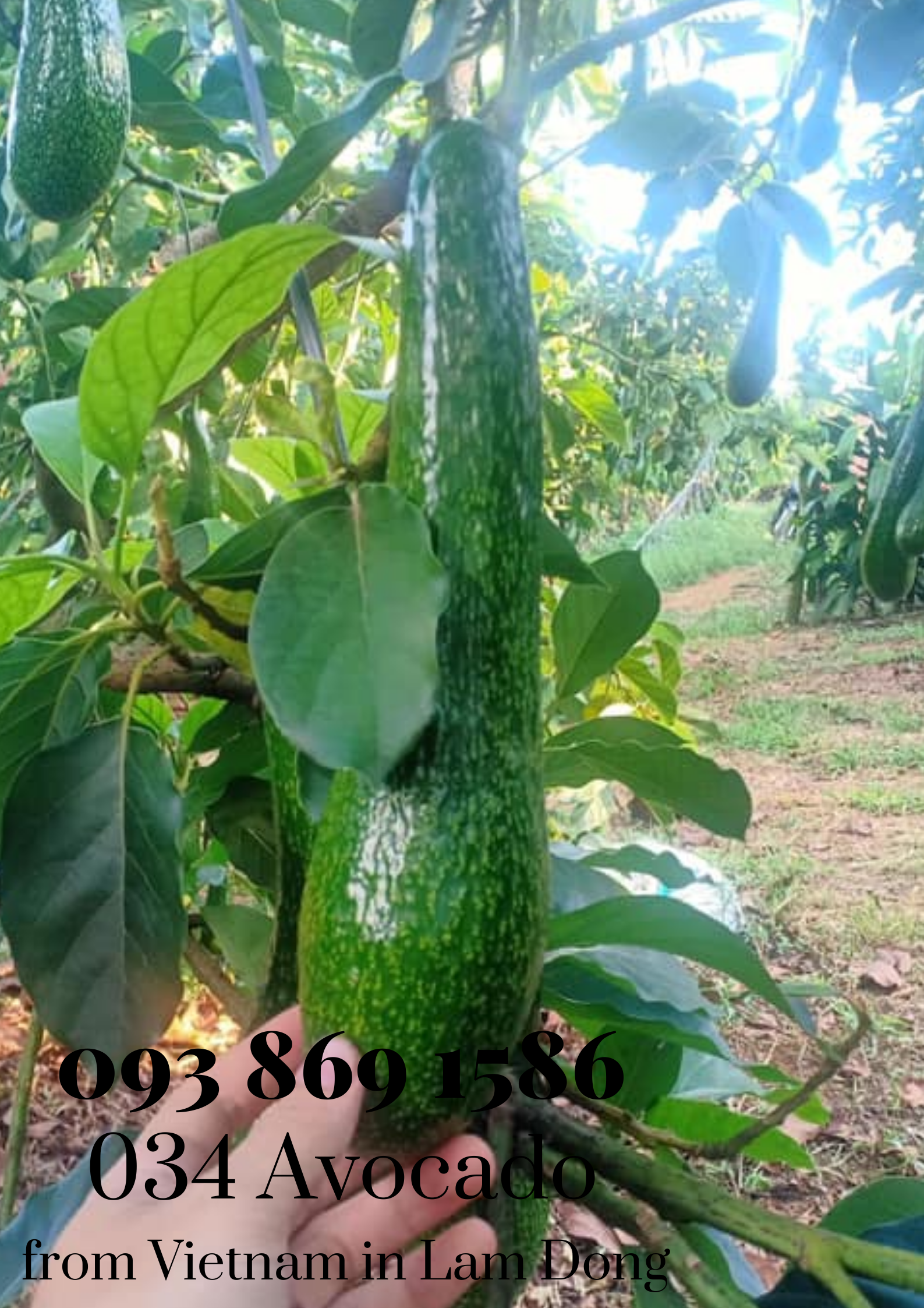  034 Avocado from Vietnam in Lam Dong for export