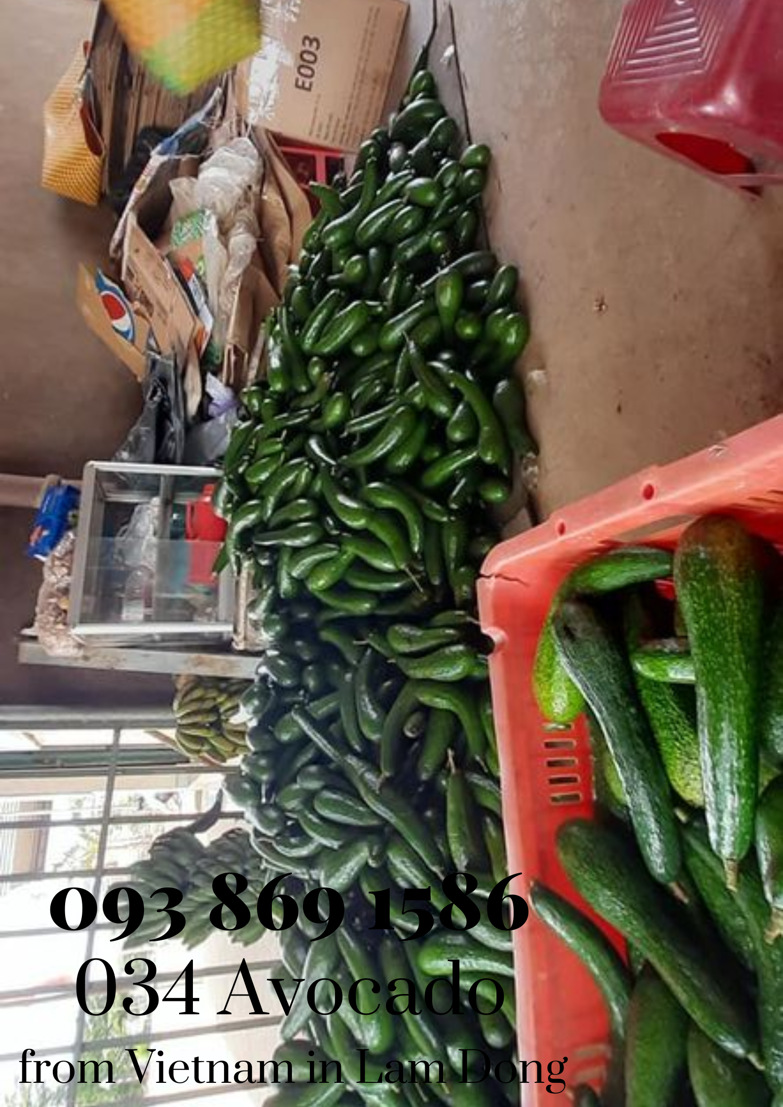  034 Avocado from Vietnam in Lam Dong for export