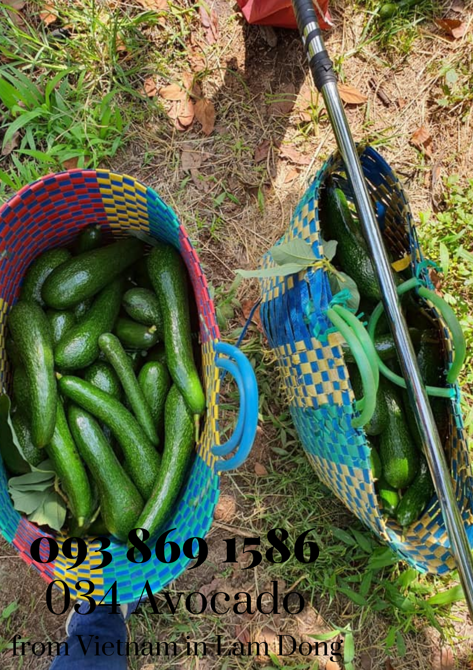 034 Avocado from Vietnam in Lam Dong for export